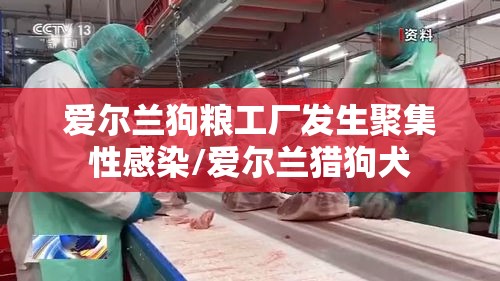 爱尔兰狗粮工厂发生聚集性感染/爱尔兰猎狗犬