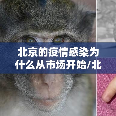 北京的疫情感染为什么从市场开始/北京的疫情感染为什么从市场开始爆发