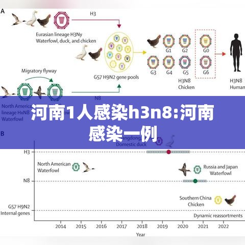 河南1人感染h3n8:河南感染一例