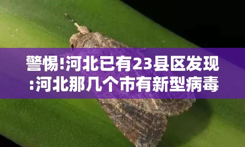 警惕!河北已有23县区发现:河北那几个市有新型病毒感染了