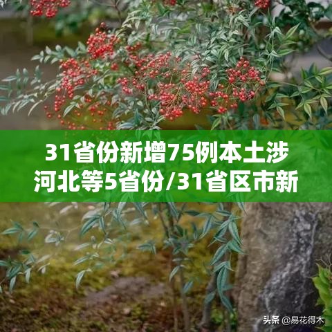 31省份新增75例本土涉河北等5省份/31省区市新增确诊33例 含本土17例河北