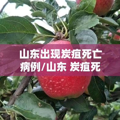 山东出现炭疽死亡病例/山东 炭疽死亡