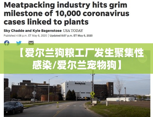 【爱尔兰狗粮工厂发生聚集性感染/爱尔兰宠物狗】