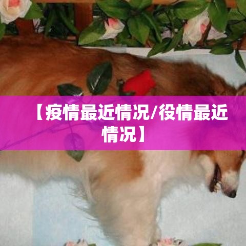 【疫情最近情况/役情最近情况】