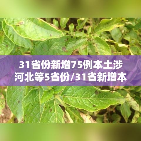 31省份新增75例本土涉河北等5省份/31省新增本土52例 河北51例 31省份新增75例本土涉河北等5省份/31省新增本土52例 河北51例