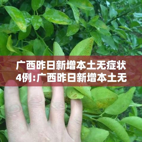 广西昨日新增本土无症状4例:广西昨日新增本土无症状4例病例