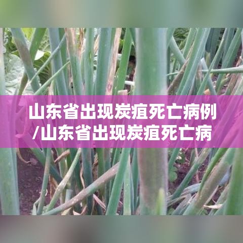 山东省出现炭疽死亡病例/山东省出现炭疽死亡病例最新消息