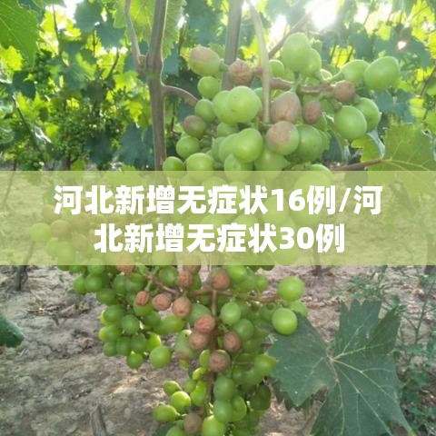 河北新增无症状16例/河北新增无症状30例