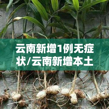云南新增1例无症状/云南新增本土确诊病例7例,无症状感染者3例