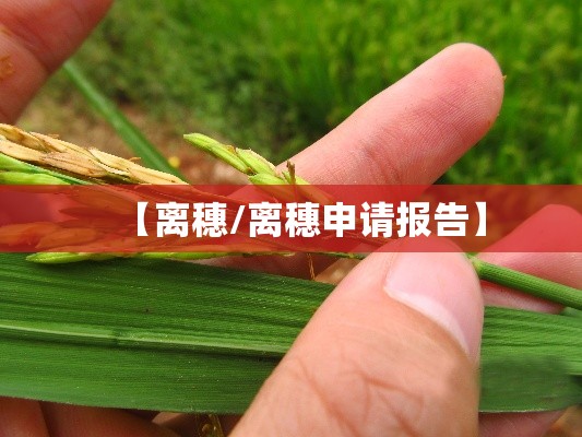 【离穗/离穗申请报告】