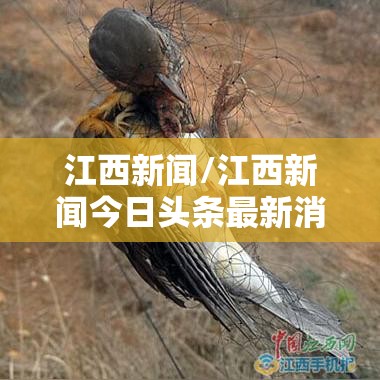 江西新闻/江西新闻今日头条最新消息 江西新闻/江西新闻今日头条最新消息