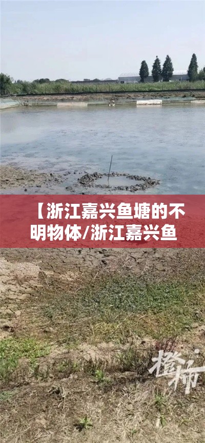 【浙江嘉兴鱼塘的不明物体/浙江嘉兴鱼塘的不明物体视频】 【浙江嘉兴鱼塘的不明物体/浙江嘉兴鱼塘的不明物体视频】