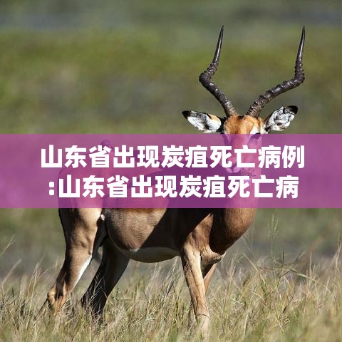 山东省出现炭疽死亡病例:山东省出现炭疽死亡病例多少